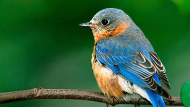 私藏撩妹技巧  心理測試：下圖哪只鳥會變成情人，測你和暗戀的人是朋友還是情人 星座 第3張