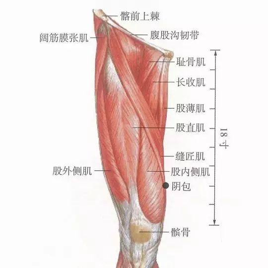 阴包穴；消气护肝，治疗阳痿、妇科病、胃腹部胀满等
