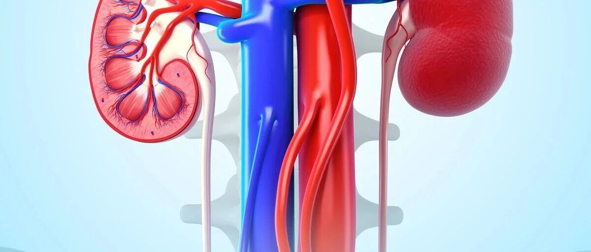 担心肾病太快肾衰竭？医生：4个标准自测，占1个肾功能仍达标
