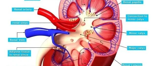 肾病一停药就复发？肾内科医生教你3招，稳住肾功能不难