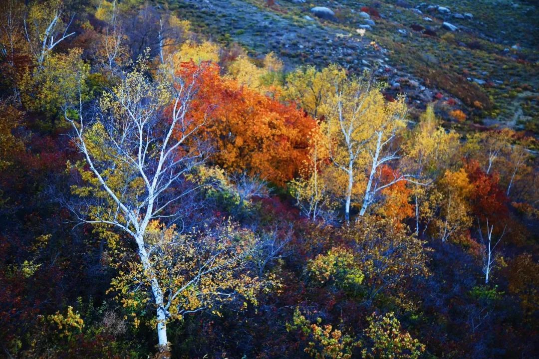 2020年10月2-7日自駕穿越五彩山-樺皮溝-大峽谷-夾皮溝-蛤蟆壩- 大青山-黃崗梁尋找最美秋色六日遊招募中 旅遊 第59張