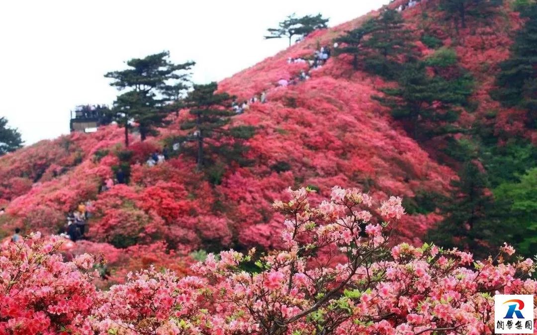 2019年5月1-4日自駕萬畝花田-杜鵑花海-天堂寨-白馬大峽谷-霍山湖4日遊招募 旅遊 第19張