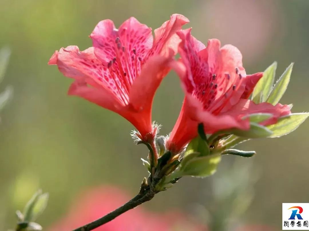 2019年5月1-4日自駕萬畝花田-杜鵑花海-天堂寨-白馬大峽谷-霍山湖4日遊招募 旅遊 第22張