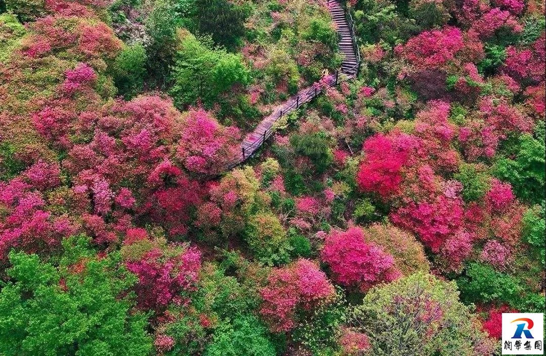 2019年5月1-4日自駕萬畝花田-杜鵑花海-天堂寨-白馬大峽谷-霍山湖4日遊招募 旅遊 第15張