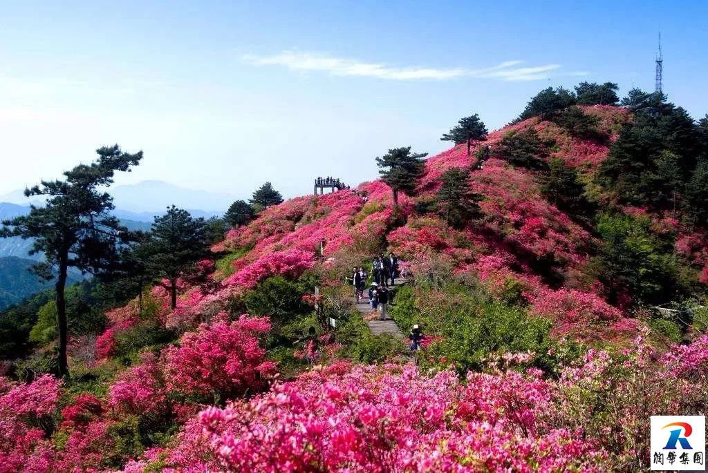 2019年5月1-4日自駕萬畝花田-杜鵑花海-天堂寨-白馬大峽谷-霍山湖4日遊招募 旅遊 第16張