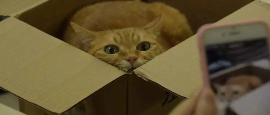 【飞碟一分钟】一分钟告诉你猫咪为什么爱钻箱子