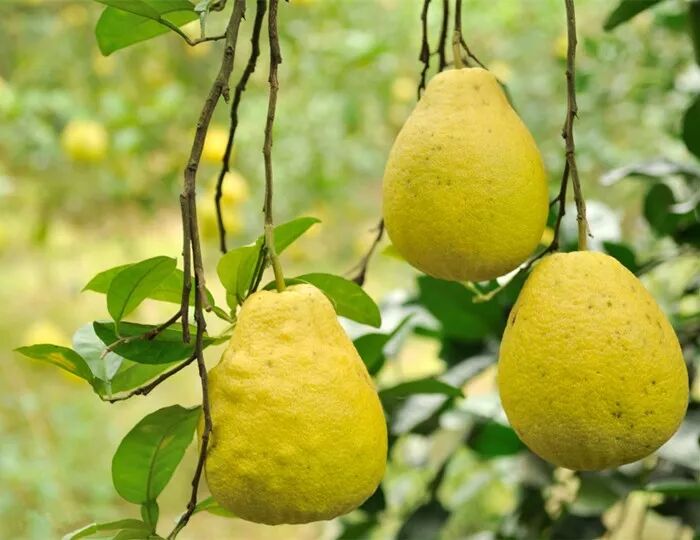 asp氨基酸_天然氨基酸中不存在的氨基酸_asp是什么氨基酸