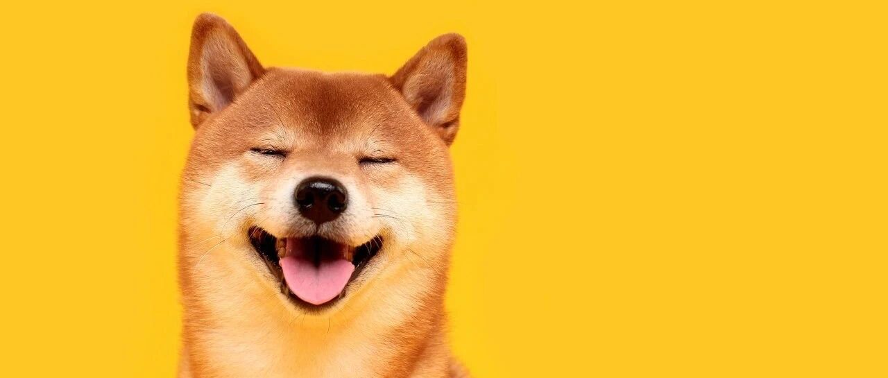 汪！小狗狗确实可爱，但被咬伤抓伤一定要正确处理