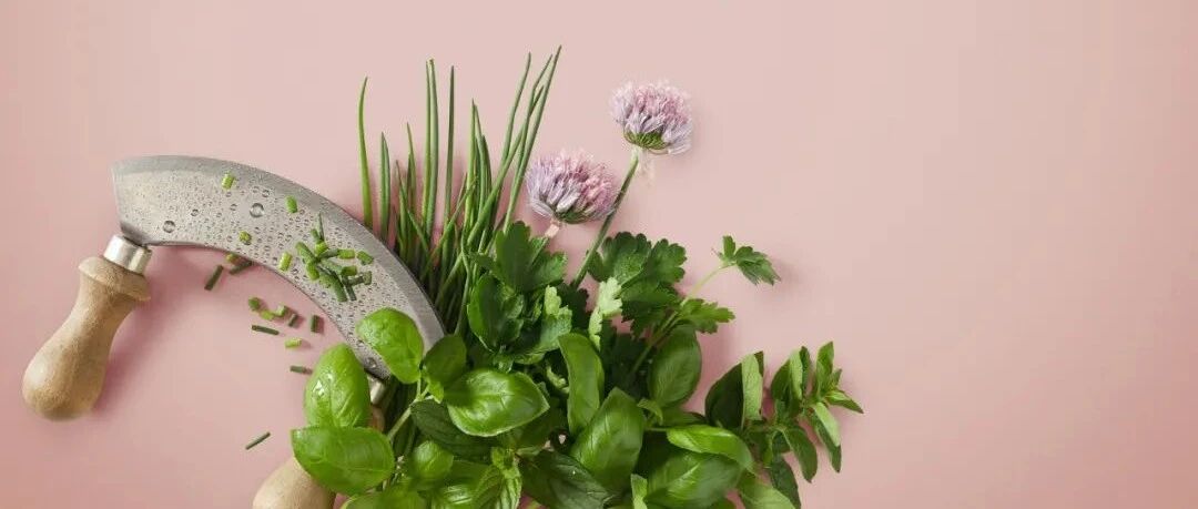 春吃野菜需要注意的健康问题小结一下