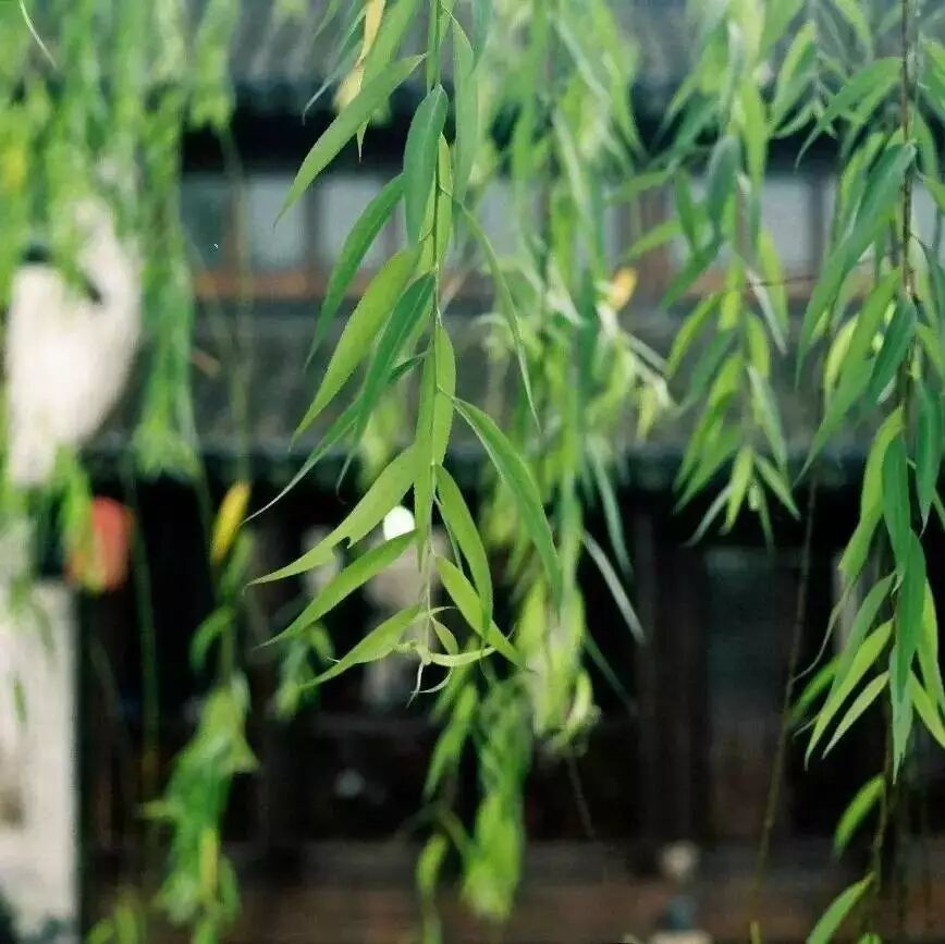 “处暑”就是“出暑”，炎热离开，新一轮的养生看这里！