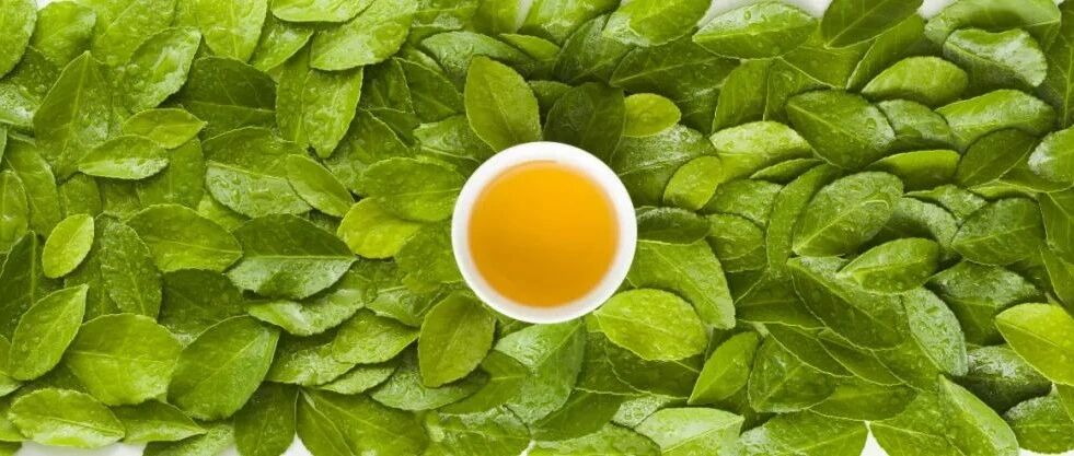 春日茶好，喝茶好处多多，但别犯这些错！