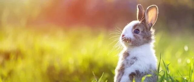 新家装修，清除甲醛是头等大事，怎么做看这里