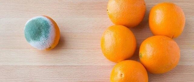 距离水果霉变部位1cm处的位置仍可检测到高含量展青霉素，霉变水果不能吃！