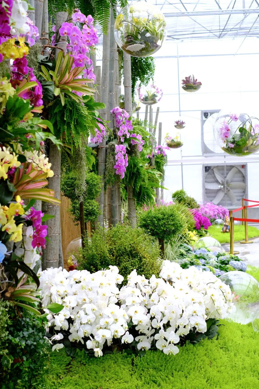 2万株兰花绽放顺德这场花海盛会等你打卡