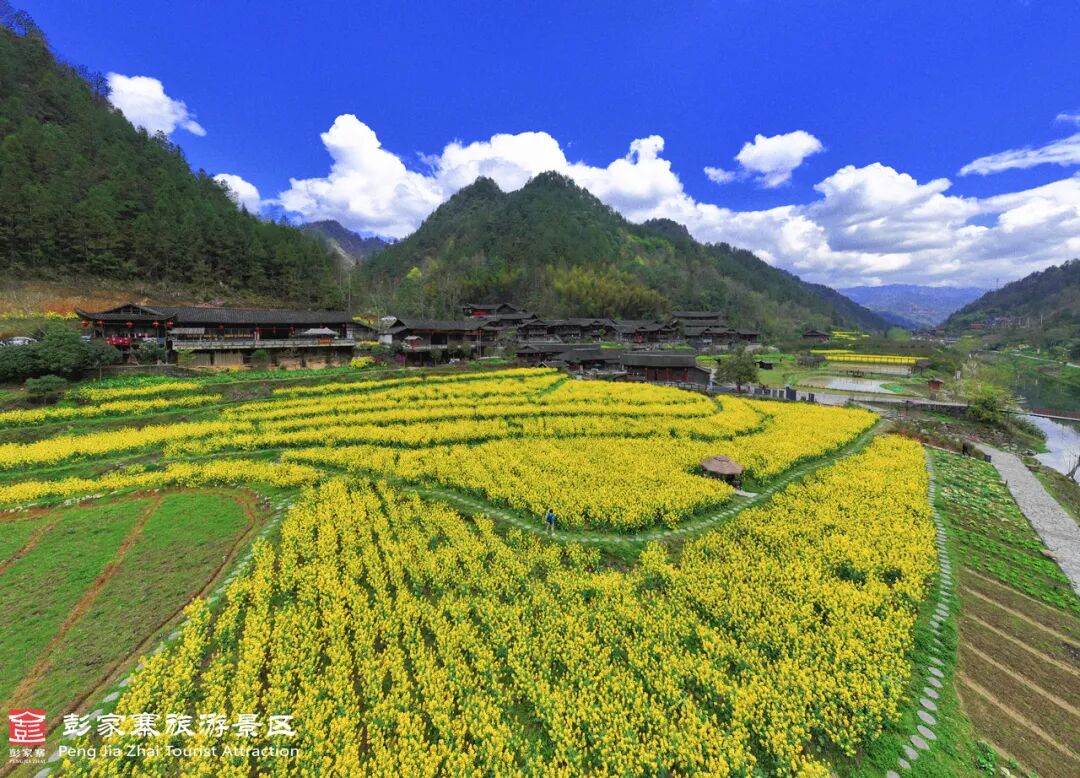 来凤县三胡乡安子堡五彩油菜花海咸丰县大路坝油菜花海油菜花拍照小