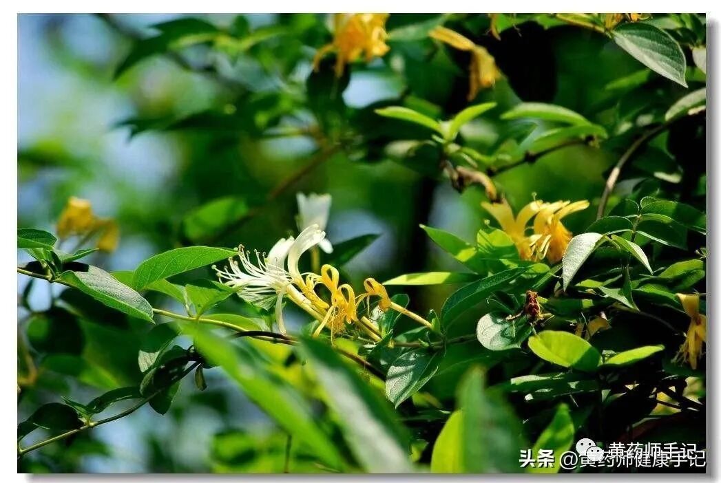 中药里的“天然消炎药”，能消炎、杀菌、抗病毒，还没有抗生素的副作用