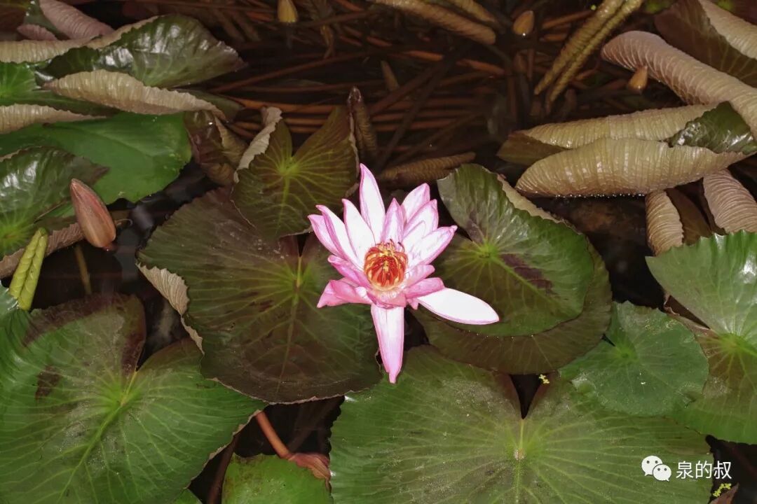 荷花睡莲的区分 组图 泉的叔 微信公众号文章阅读 Wemp