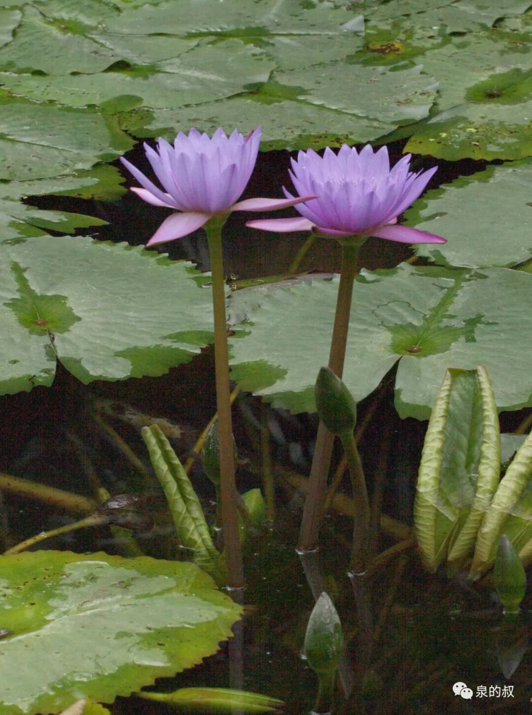 荷花睡莲的区分 组图 泉的叔 微信公众号文章阅读 Wemp