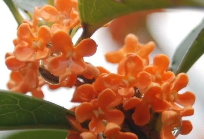 金牛的秋天，你闻到了吗？插图4