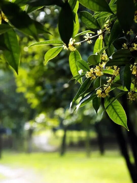 金牛的秋天，你闻到了吗？插图13