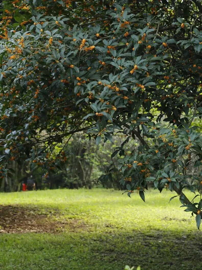 金牛的秋天，你闻到了吗？插图12