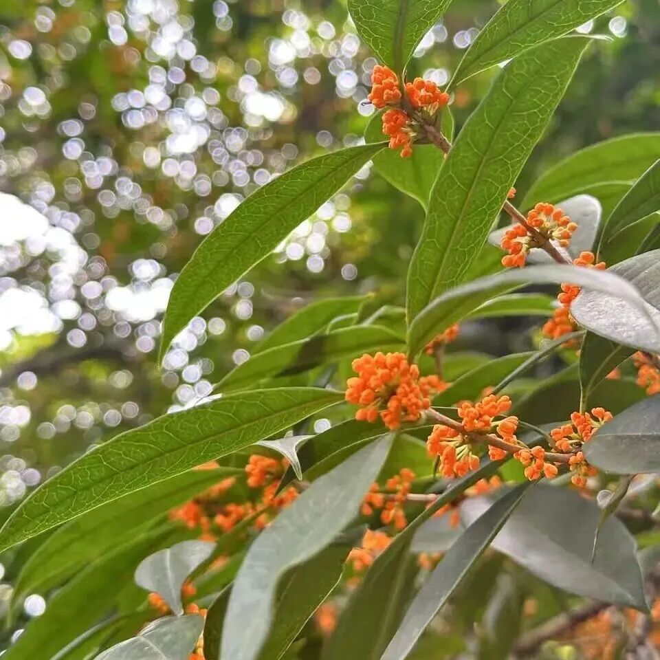 金牛的秋天，你闻到了吗？插图20