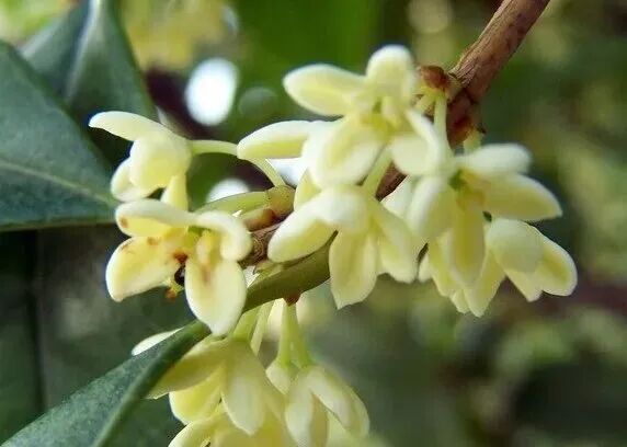 金牛的秋天，你闻到了吗？插图3