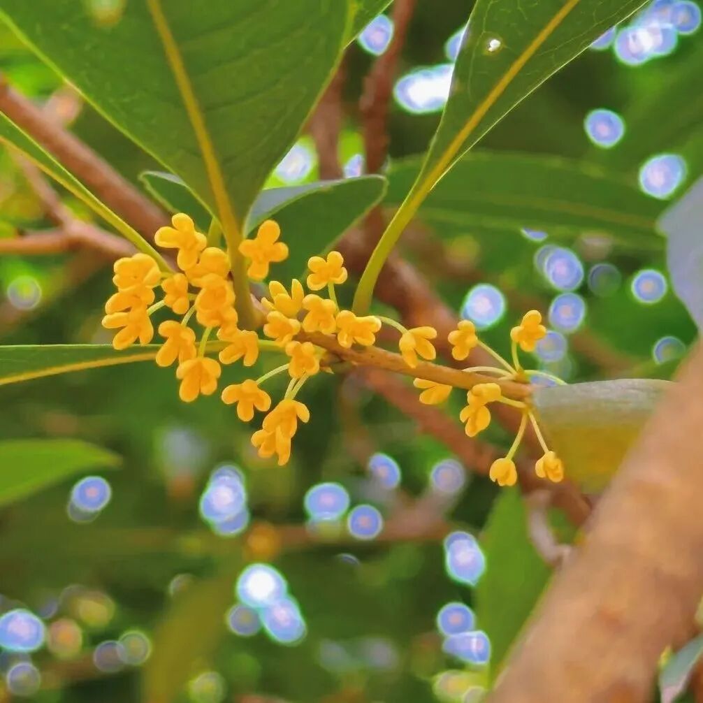 金牛的秋天，你闻到了吗？插图1