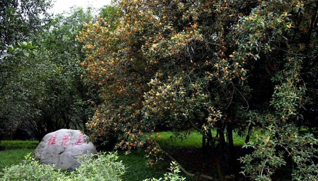 金牛的秋天，你闻到了吗？插图11