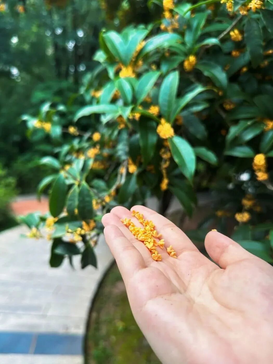 金牛的秋天，你闻到了吗？插图15