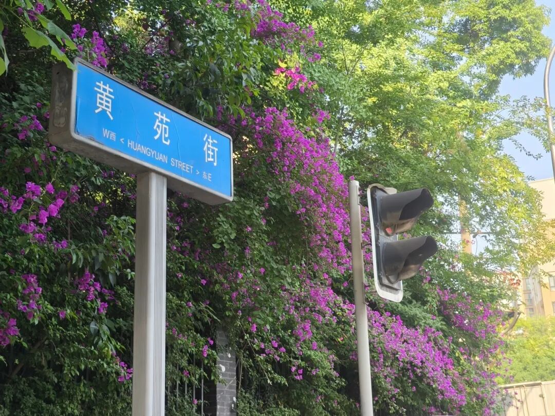 高架、街巷一路生花，金牛人：这浪漫我熟！插图13