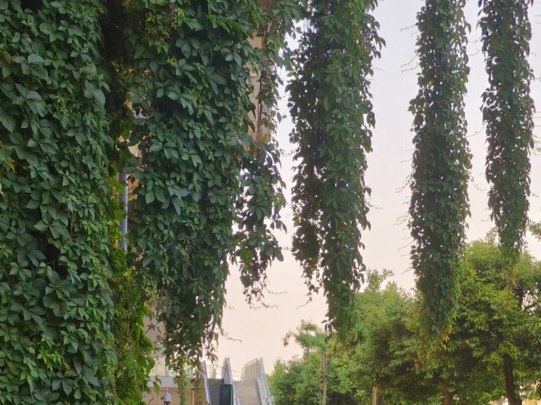 高架、街巷一路生花，金牛人：这浪漫我熟！插图23