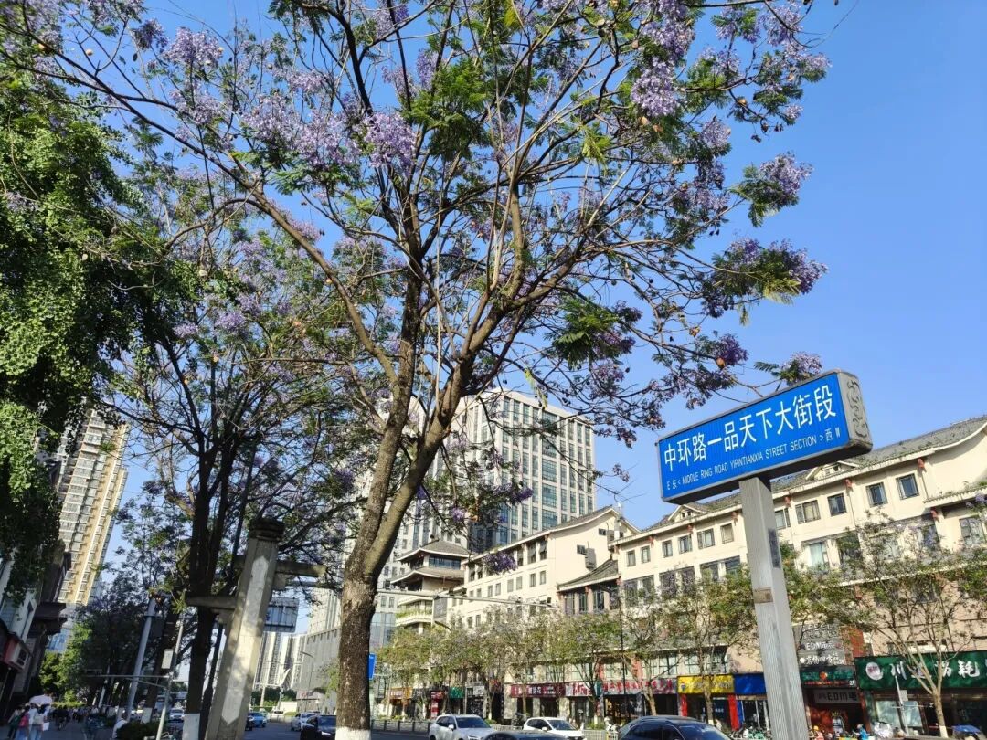 高架、街巷一路生花，金牛人：这浪漫我熟！插图29