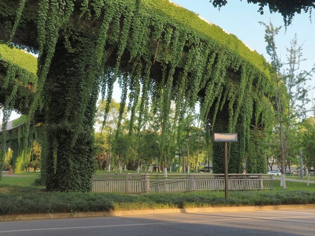 高架、街巷一路生花，金牛人：这浪漫我熟！插图24