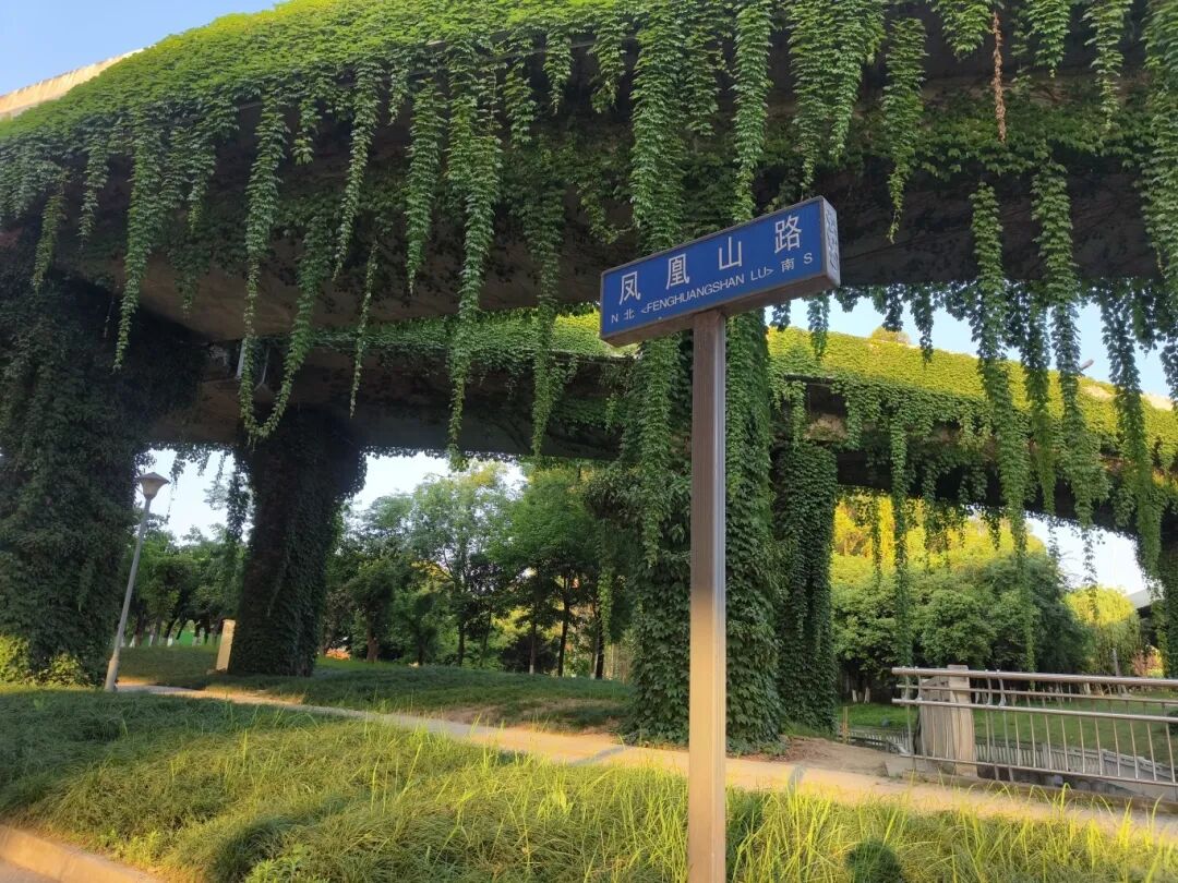 高架、街巷一路生花，金牛人：这浪漫我熟！插图22