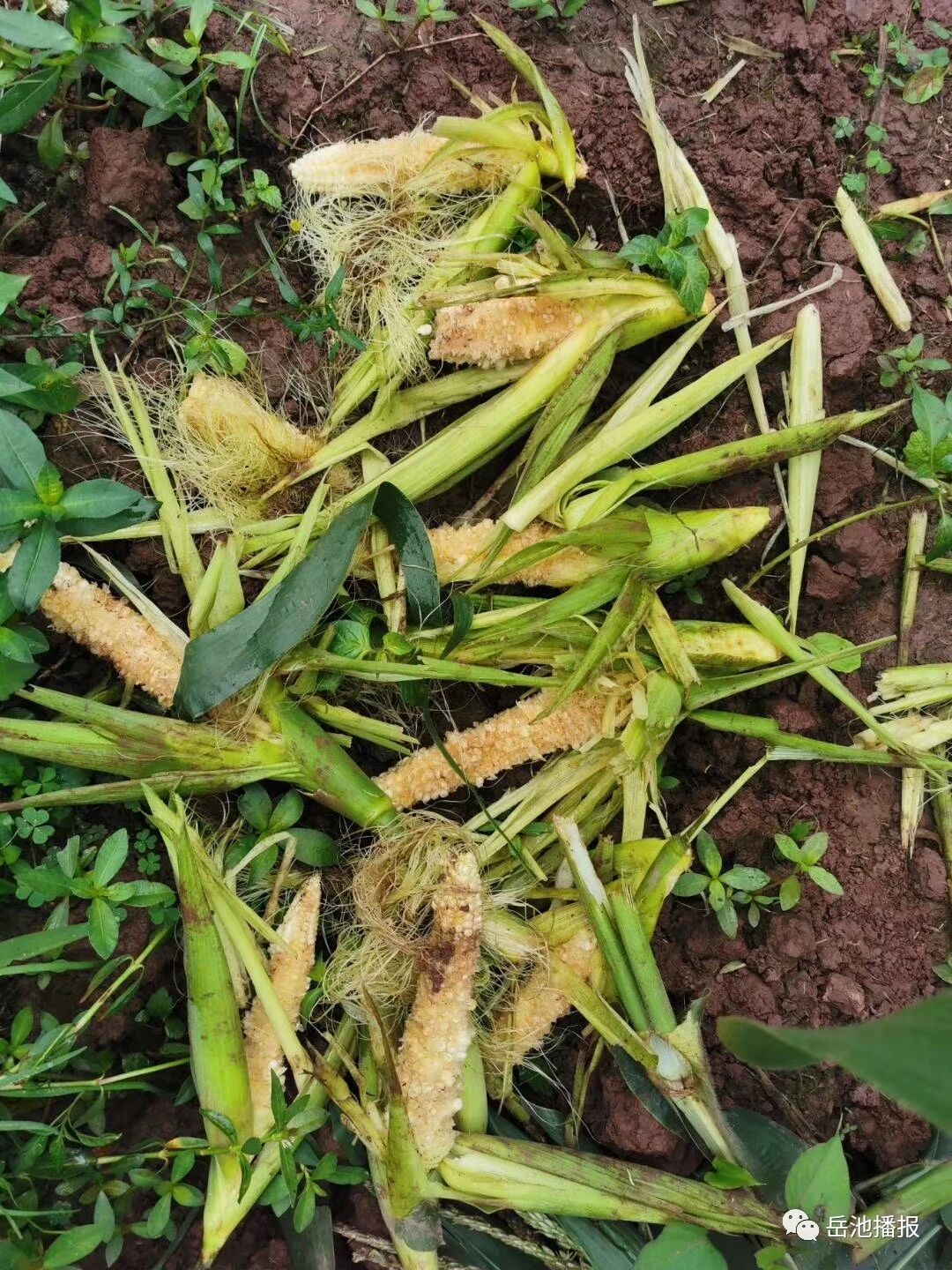 岳池九龙街道一村民家的玉米都被掰断！到底是谁有这么大胆......