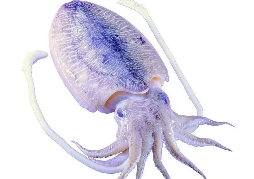 海什么止血《本草精荟》：止血止带：海螵蛸的功效与应用_https://www.jmylbn.com_新闻资讯_第3张