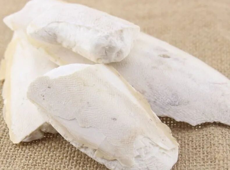 海什么止血《本草精荟》：止血止带：海螵蛸的功效与应用_https://www.jmylbn.com_新闻资讯_第2张