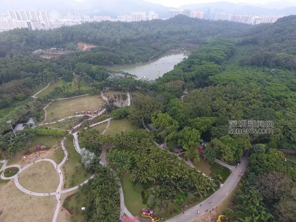 深圳二手叉车价格联盟,鹏城眼丨花儿都开好了 在莲花山公园等你来!