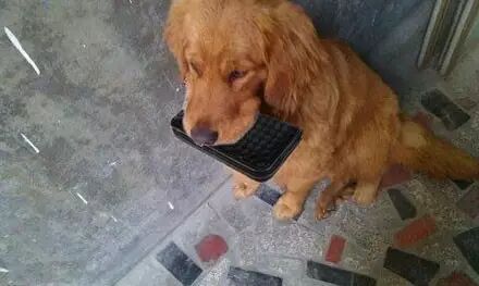 金毛出门散步回家竟凭空多了这个东西，吓得主人赶紧报警！