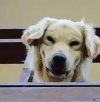 金毛每次送主人上班的表情，让人看了都瘆得慌.....