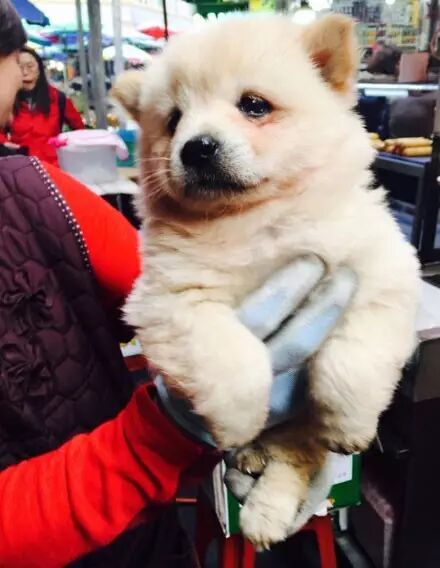 小狗跟猫咪干完架后，它竟然委屈到哭了.....