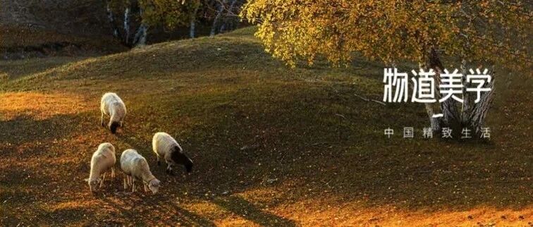 中国哪里的羊肉最好吃？