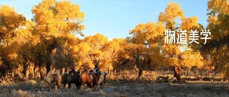 额济纳含泪闭园：最美胡杨林，重逢有时