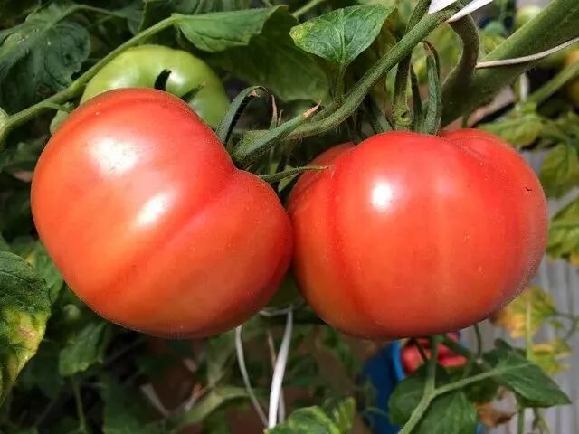 普罗旺斯西红柿简介_普罗旺斯西红柿简介产地_普罗旺斯西红柿简介展板