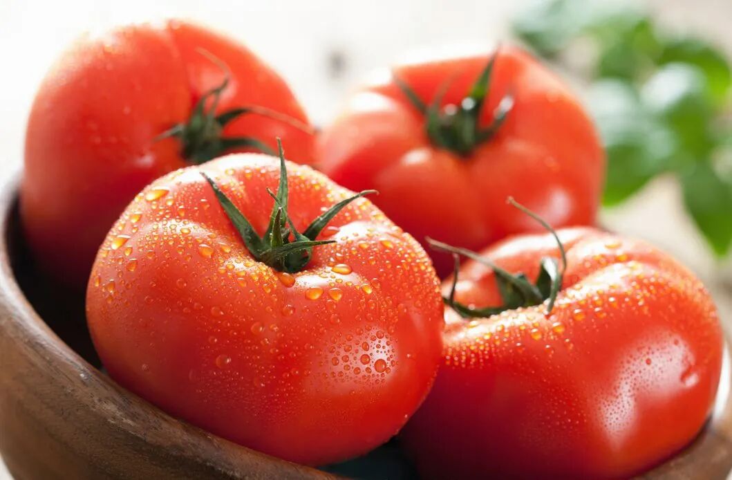 普罗旺斯西红柿简介产地_普罗旺斯西红柿简介_普罗旺斯西红柿简介展板