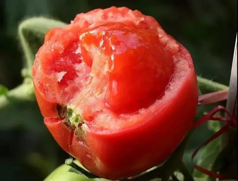 普罗旺斯西红柿简介展板_普罗旺斯西红柿简介产地_普罗旺斯西红柿简介