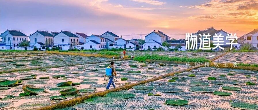 秋吃水八仙，赛过小神仙