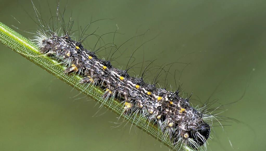 植物医生 侧柏毛虫 侧柏大蚜 侧柏叶凋病等病虫害的防治方法 微link林业 微信公众号文章阅读 Wemp