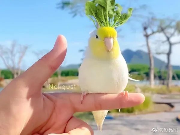 惊!这个国家的男人舌头普遍比别人灵活3%!-微信头条网 惊!这个国家的男人舌头普遍比别人灵活3%!